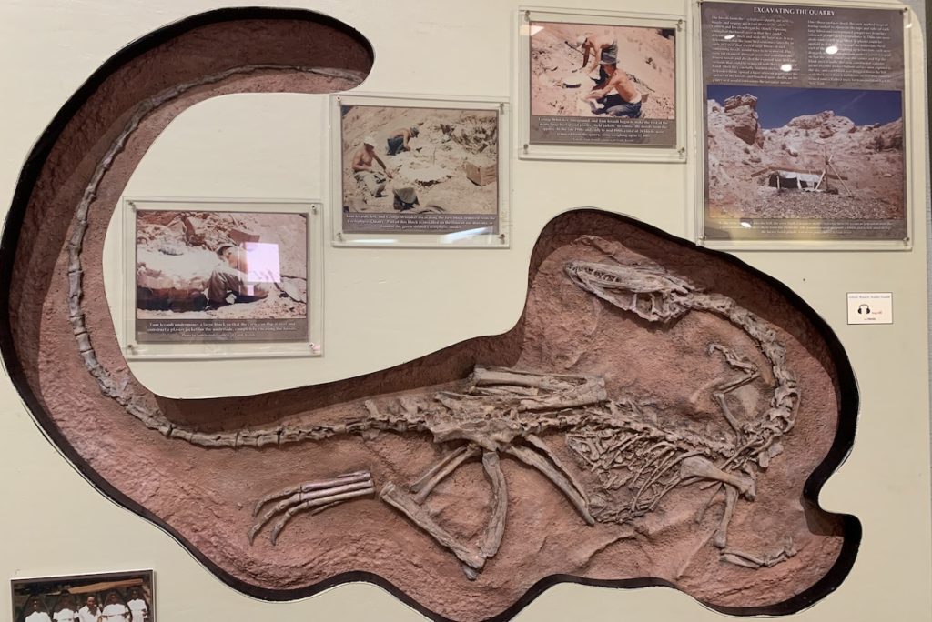 CoelophysisSkeleton-1024x684 CoelophysisSkeleton-1024x684